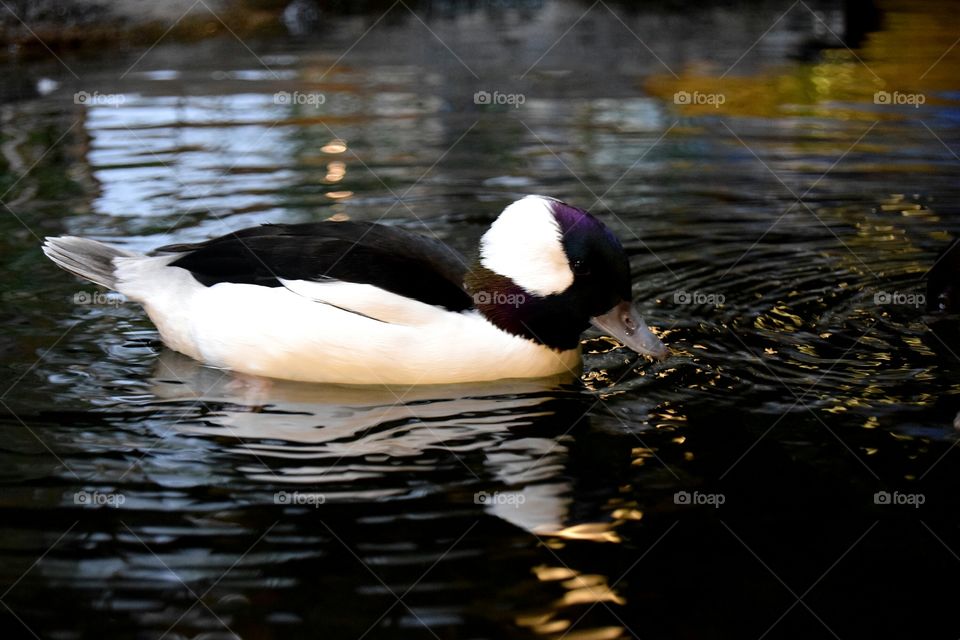 Bufflehead