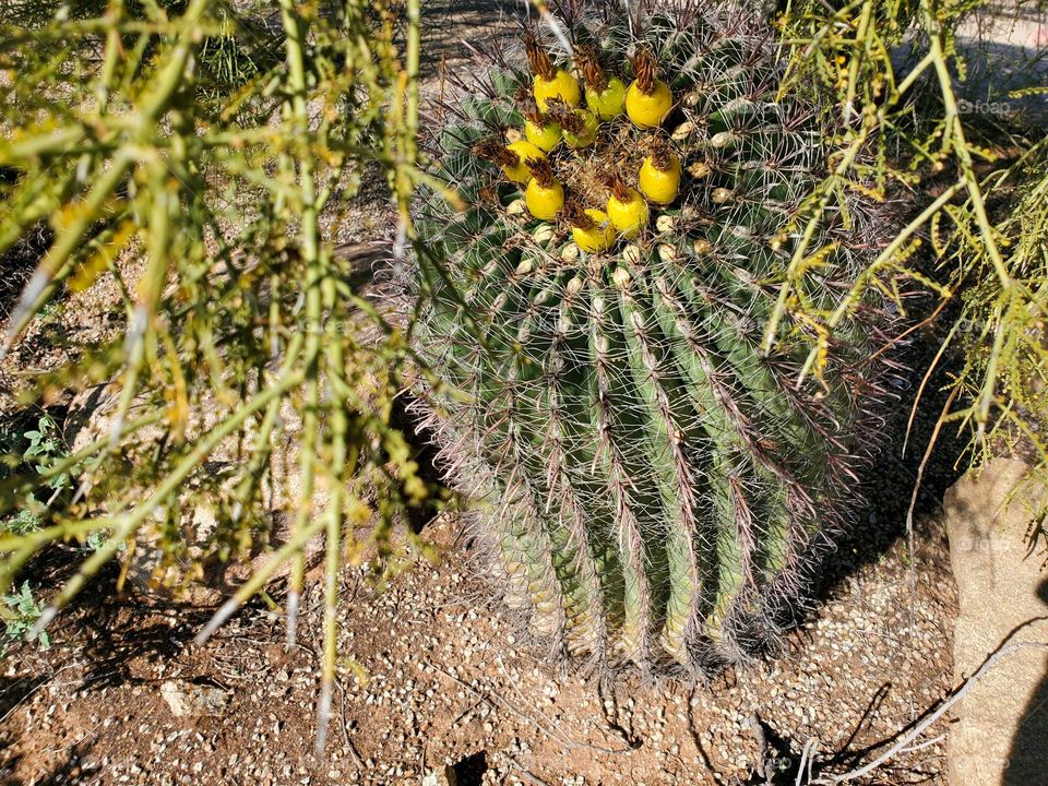 Barrel Cactus in the Arizona Desert