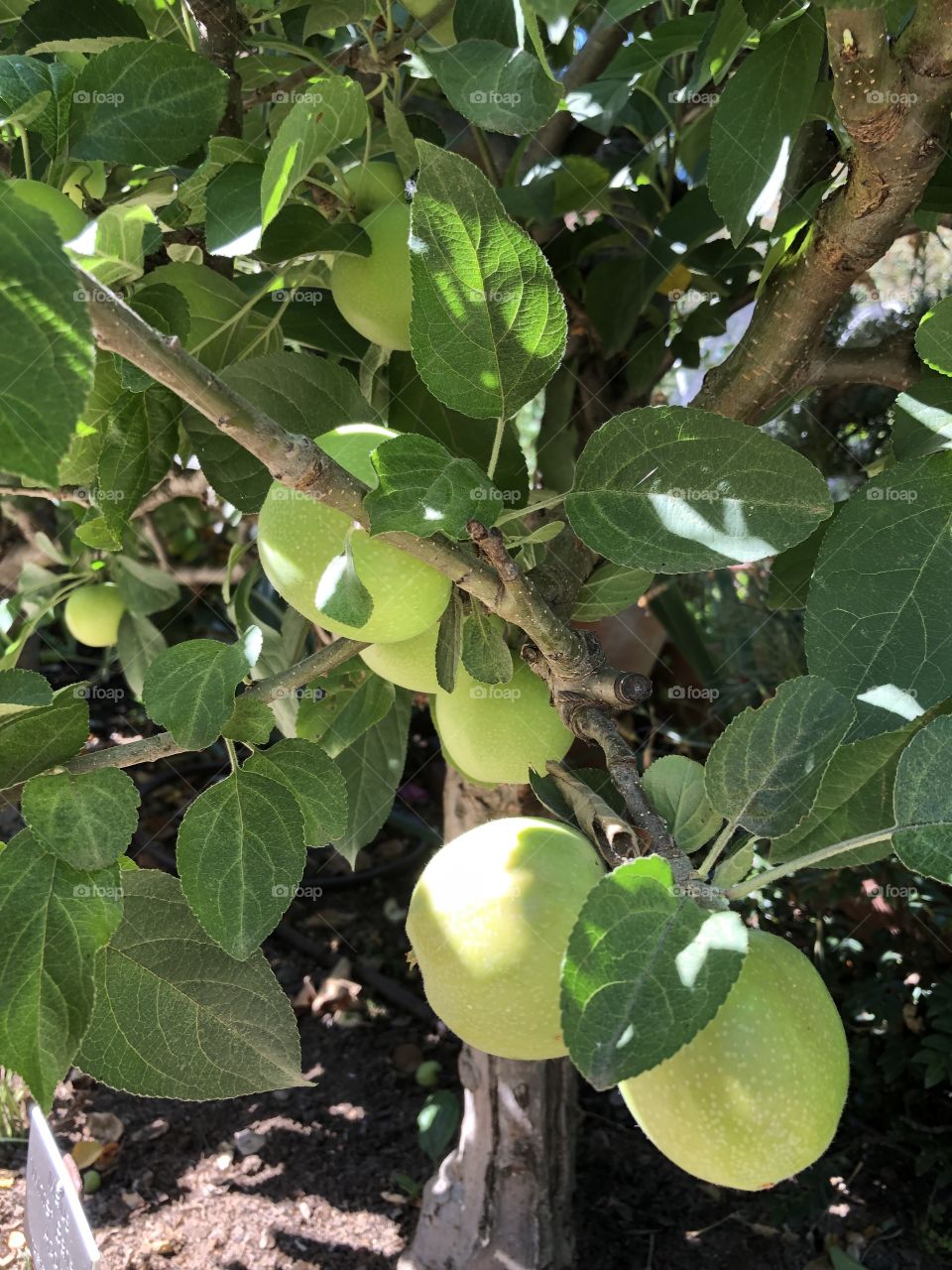 Fruit, Leaf, Food, Nature, Tree
