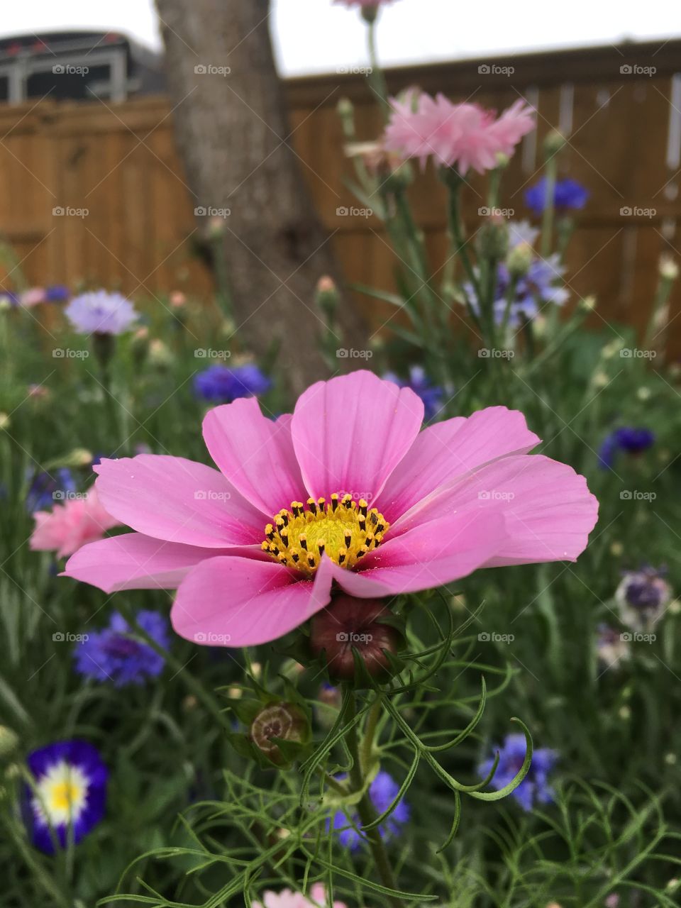 Pink flower