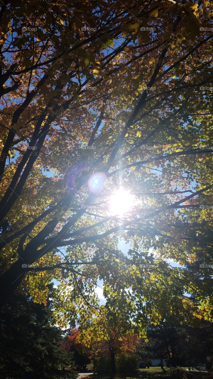 sun shining through fall colored tree