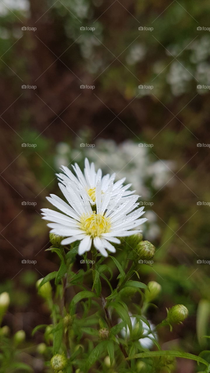 Flowers closeup