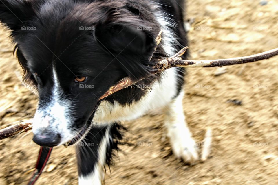 She got herself a stick!