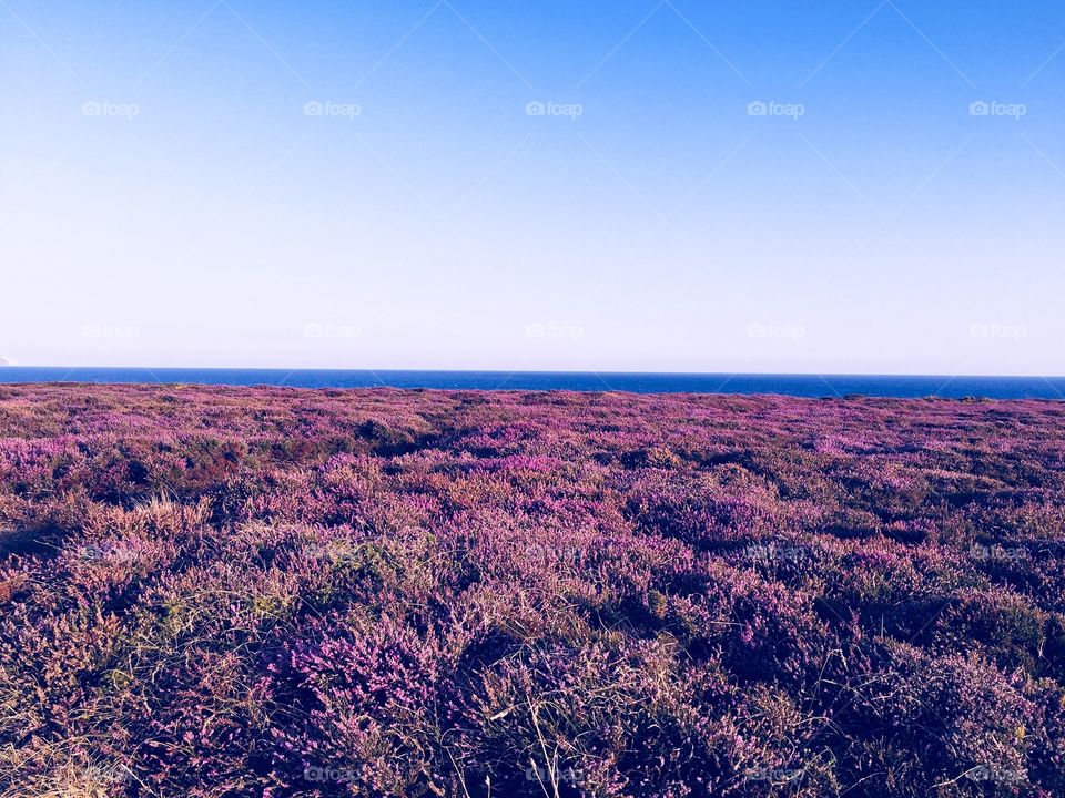 Heathers and sea, blue and violet 