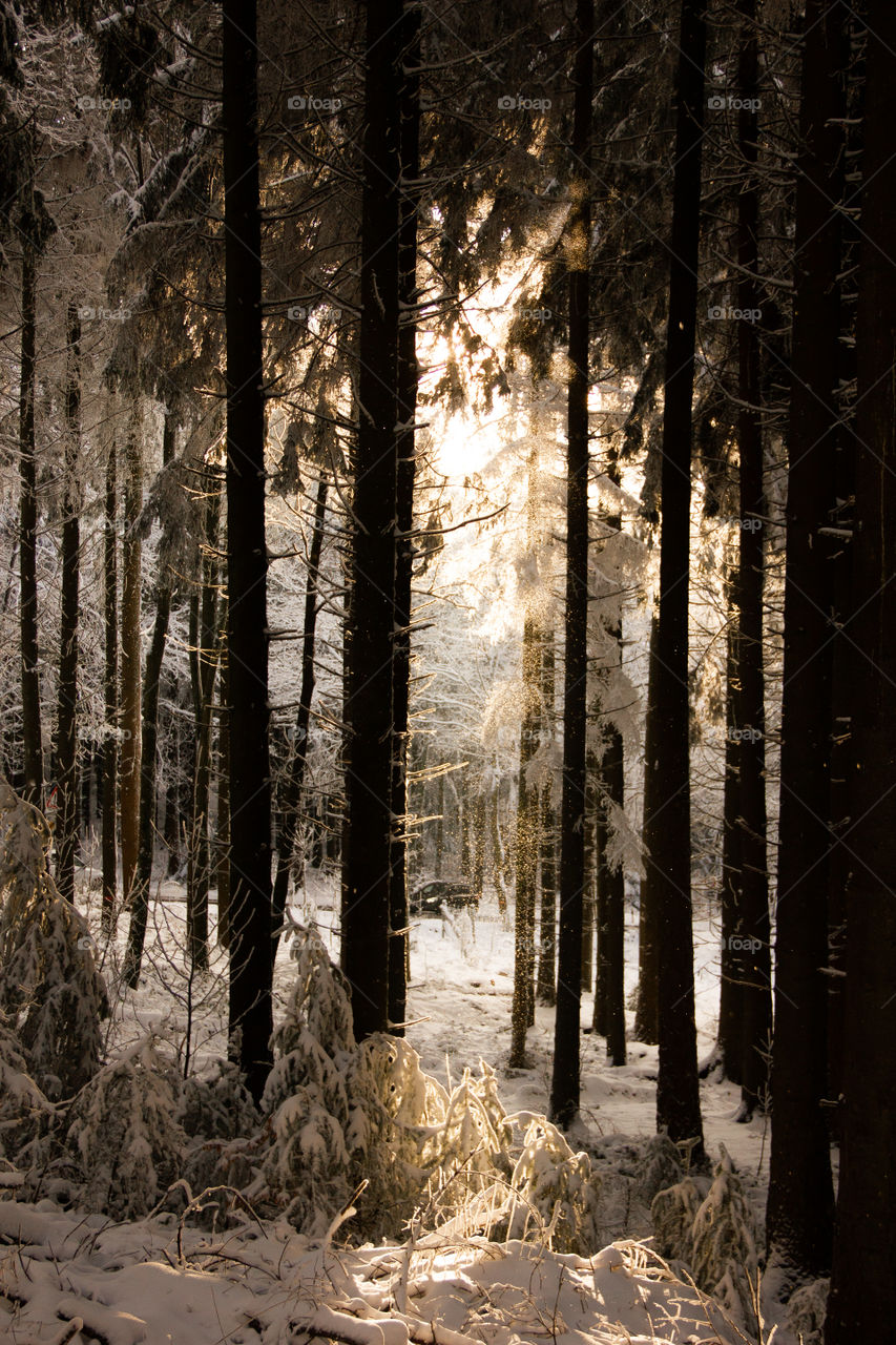 Magical winter forest in the sun