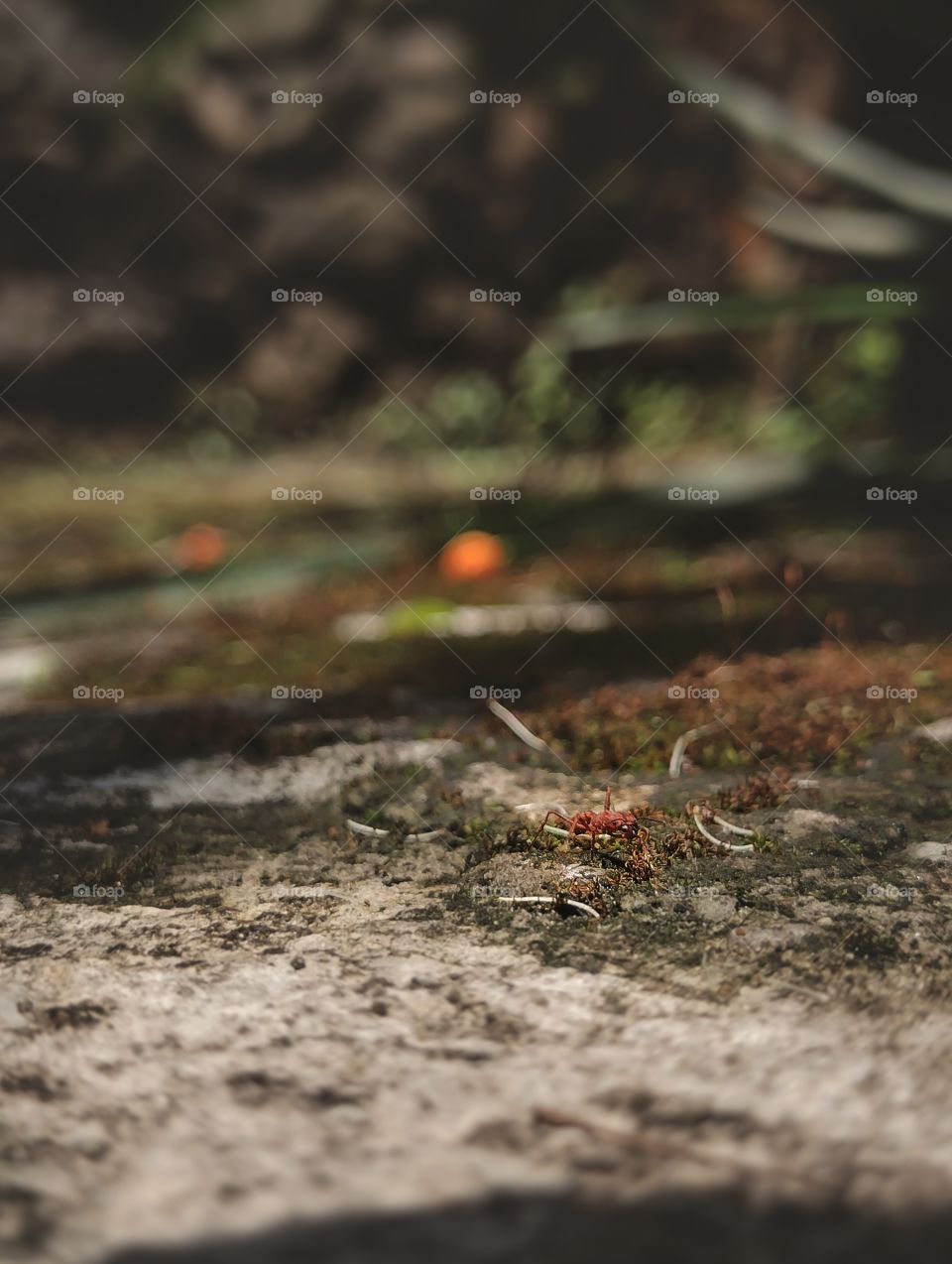 An ant after strong winds