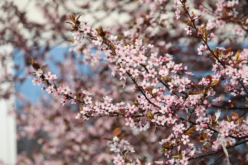 pink spring flowers