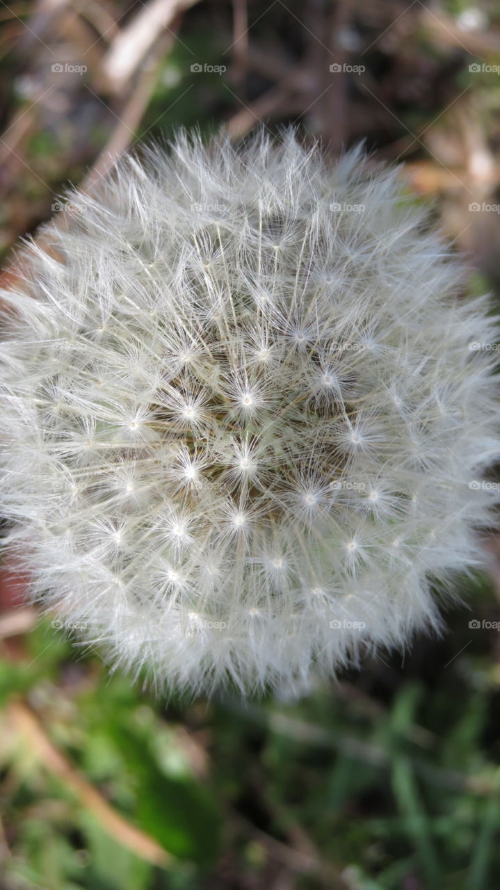 Dandelion clock 