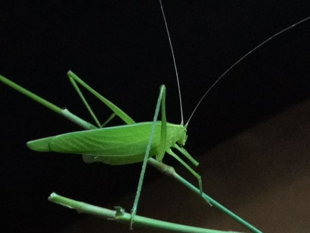 Grasshopper...