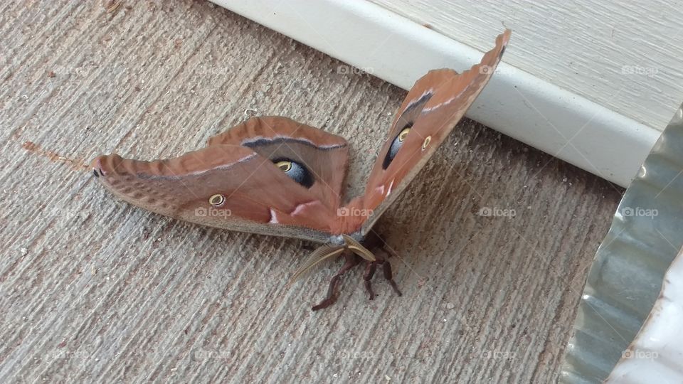 No Person, Wood, Animal, Nature, Closeup