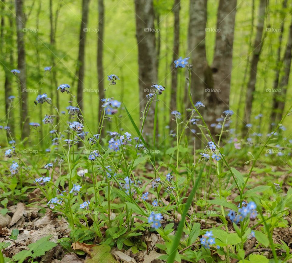 Magical spring in the forest