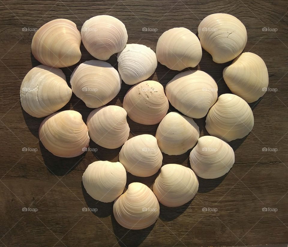 Shell heart ❤️❤️❤️❤️❤️❤️❤️❤️