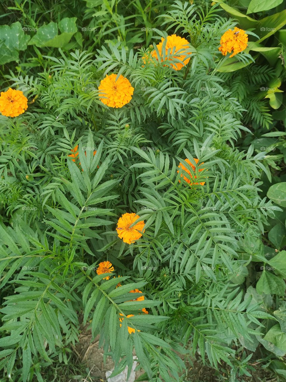 flowering with leaves