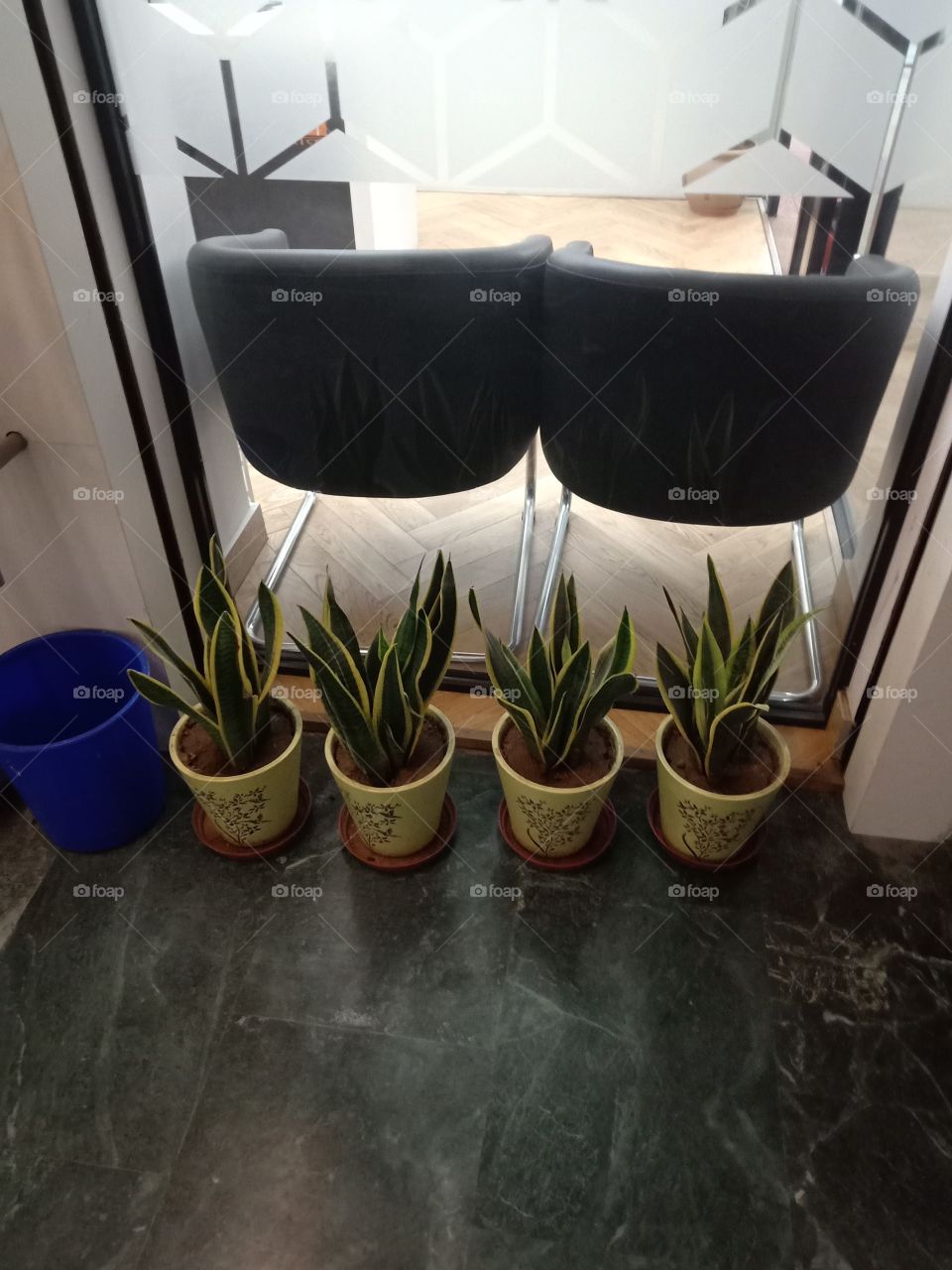 Indoor plants