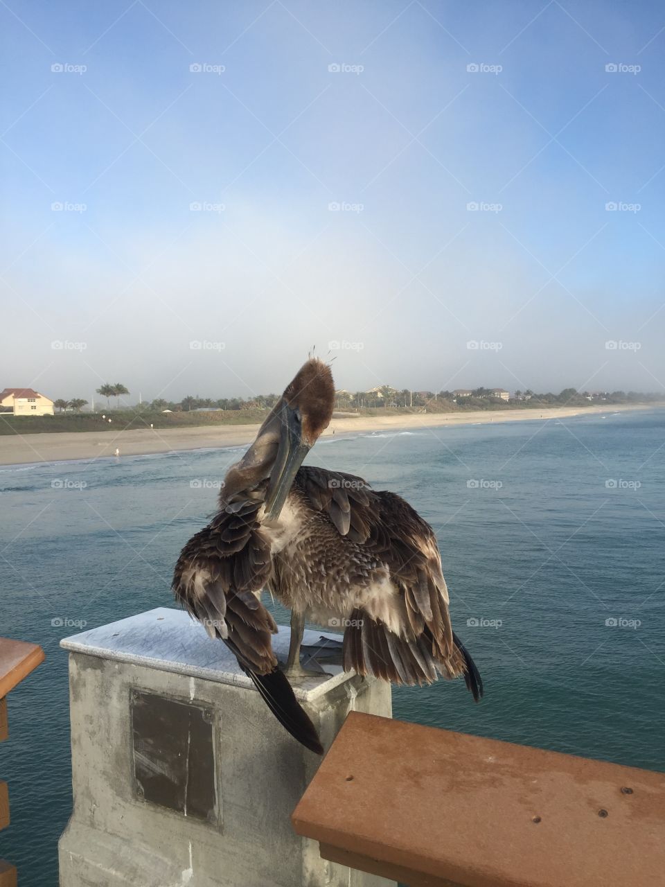 Pelican just hanging out on the pier