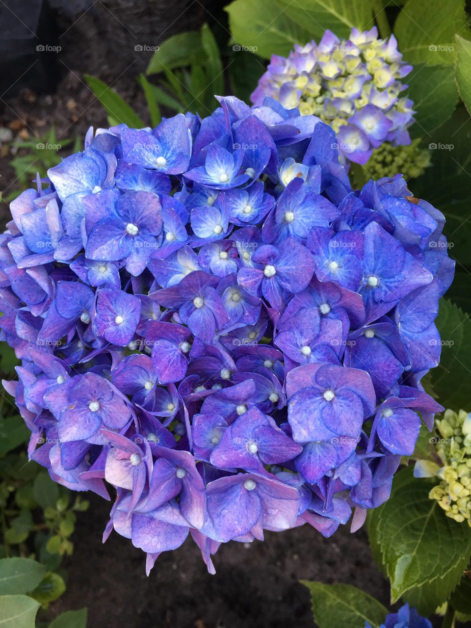 Purple hydrangeas