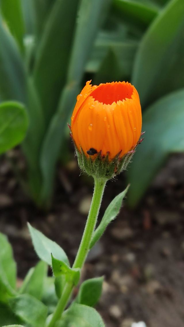Calendula