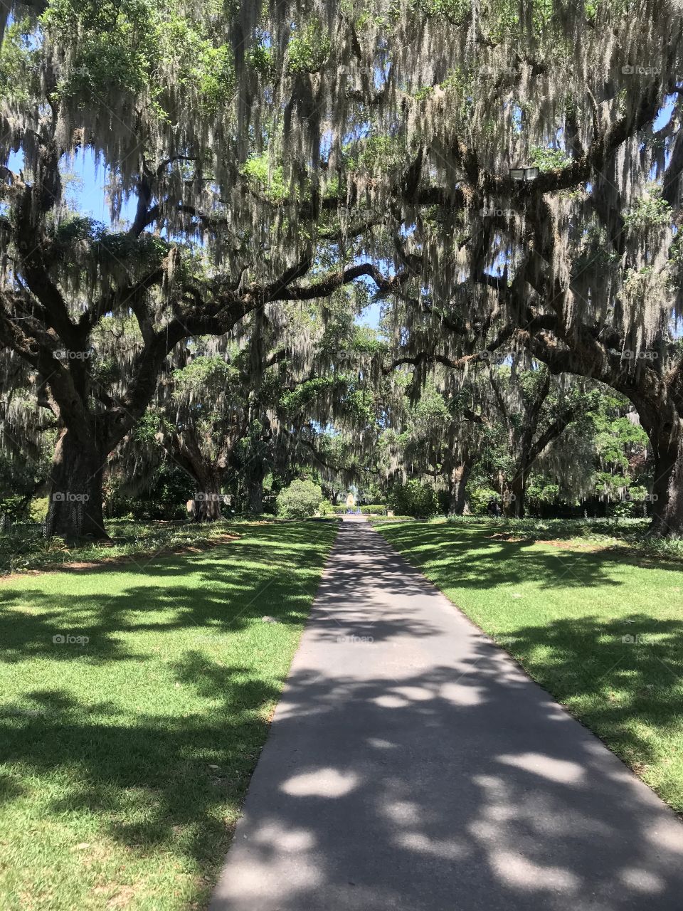 The oaks of Brookgreen
