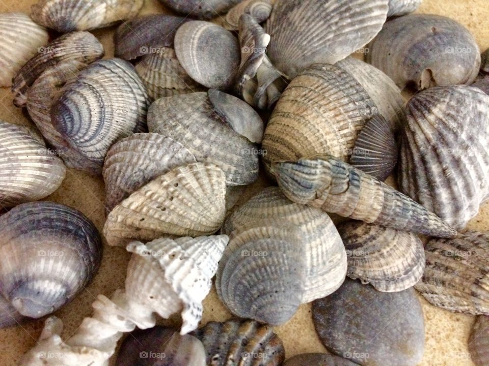 Elevated view of scallop sea shells