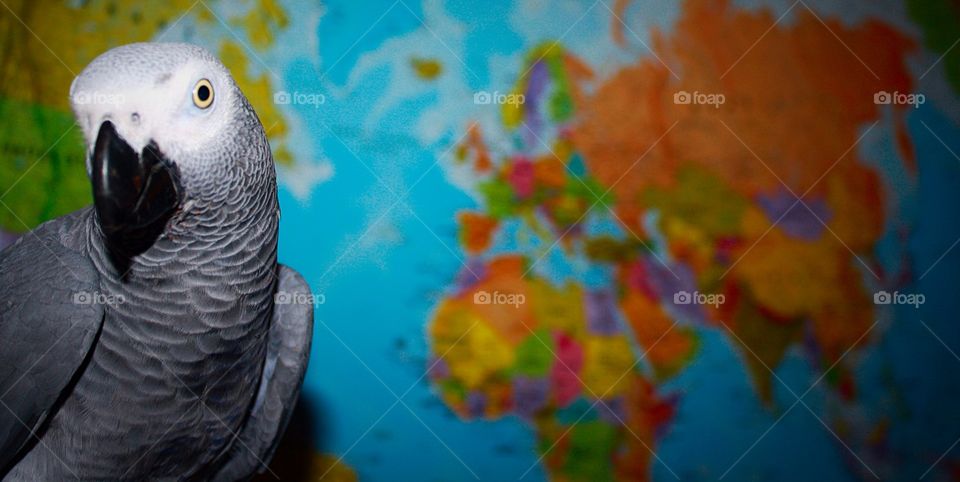 Parrot. I love to travel