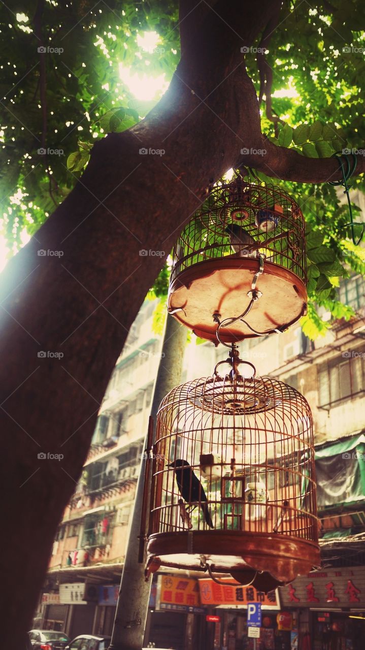 Birdcage