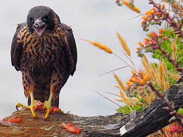 Peregrine Falcon