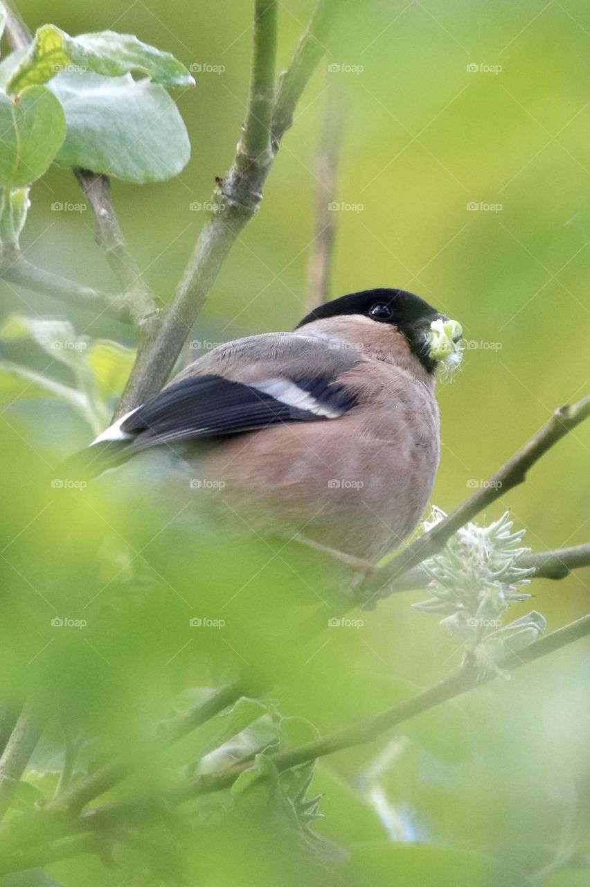 Bullfinch 