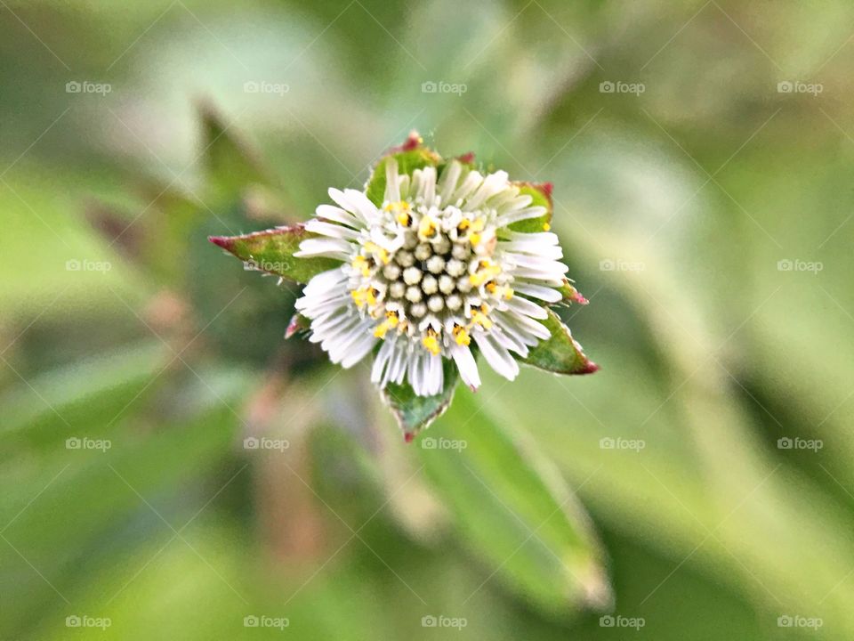 Beautiful little white flower macro photography 