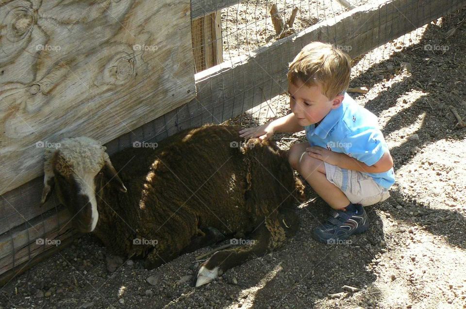 Boy and sheep