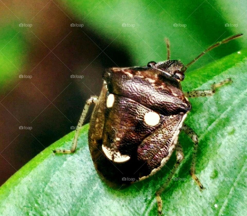 भृगं (Beetle)