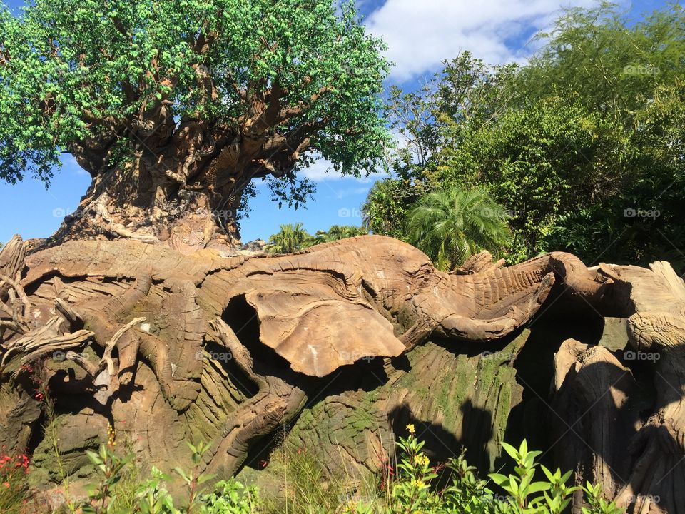 Disney Animal Kingdom 