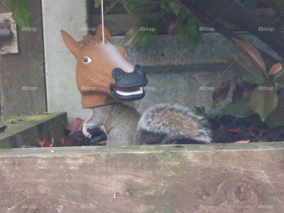 Funny squirrel eating from joke horse head mask nut feeder in domestic garden 