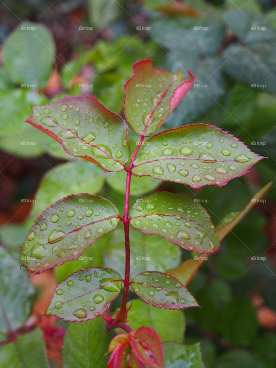 rose bush and raindrops
