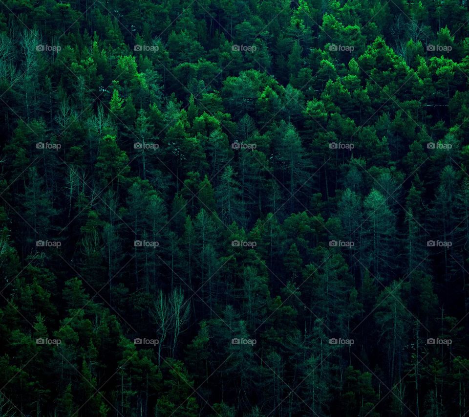 background of trees