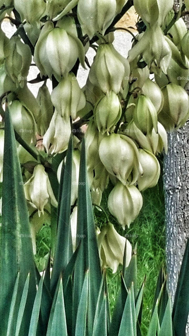 Yucca Blooms