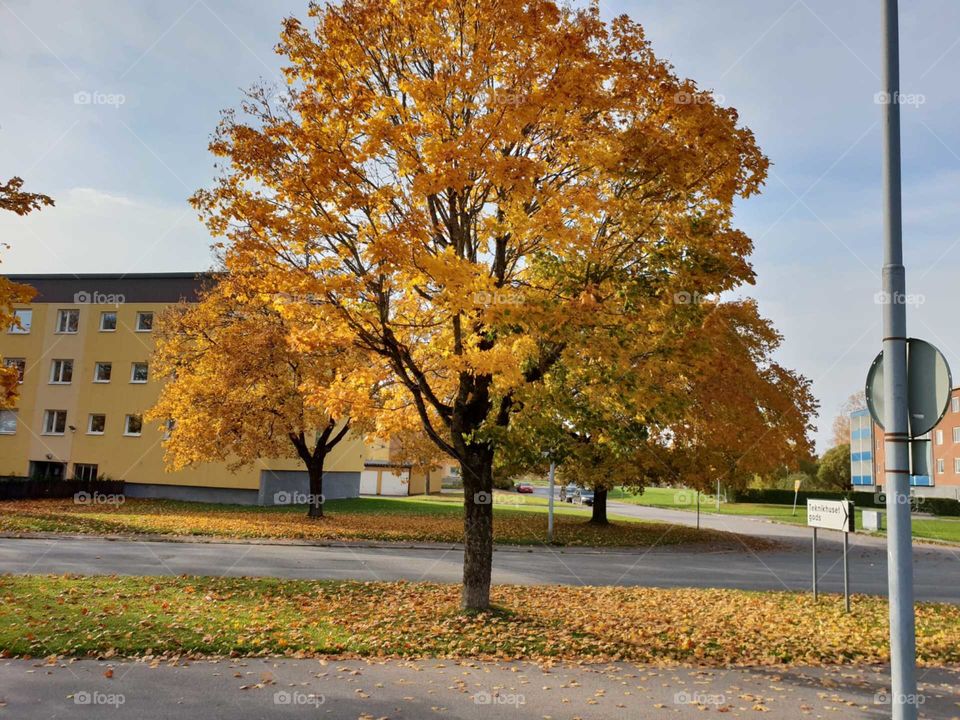 Tree of autumn.
