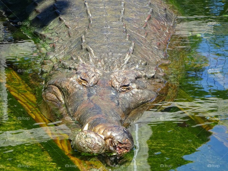 Alligator