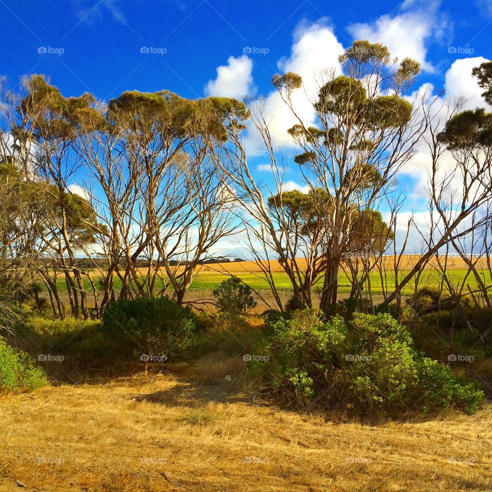 Australian nature