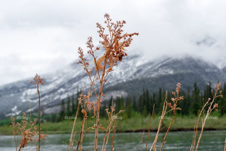 Dry plants at lakeshore