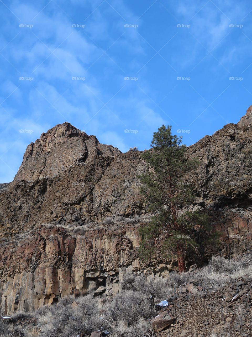 A lone, tall ponderosa pine tree stands out against rugged basalt cliffs with a rich blue sky on a sunny  winter day in Central Oregon.