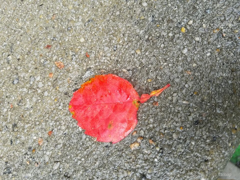 Red Leaf in the Summer