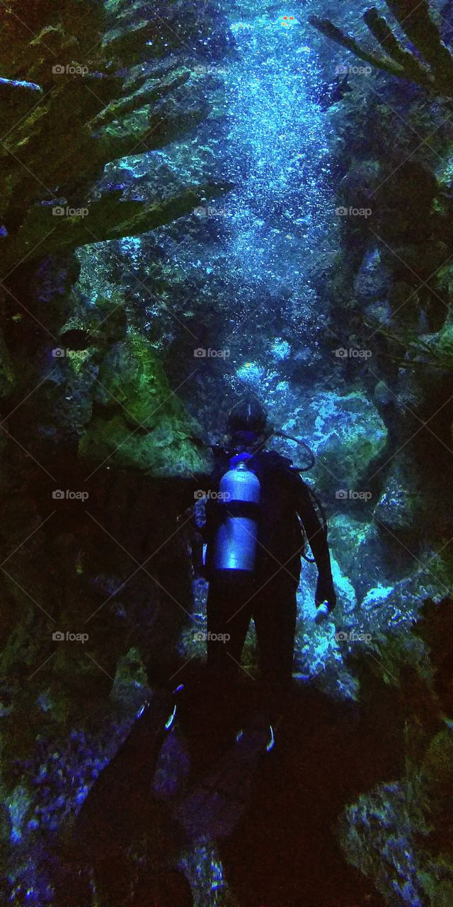 Diver in the large tank at the Boston Aquarium