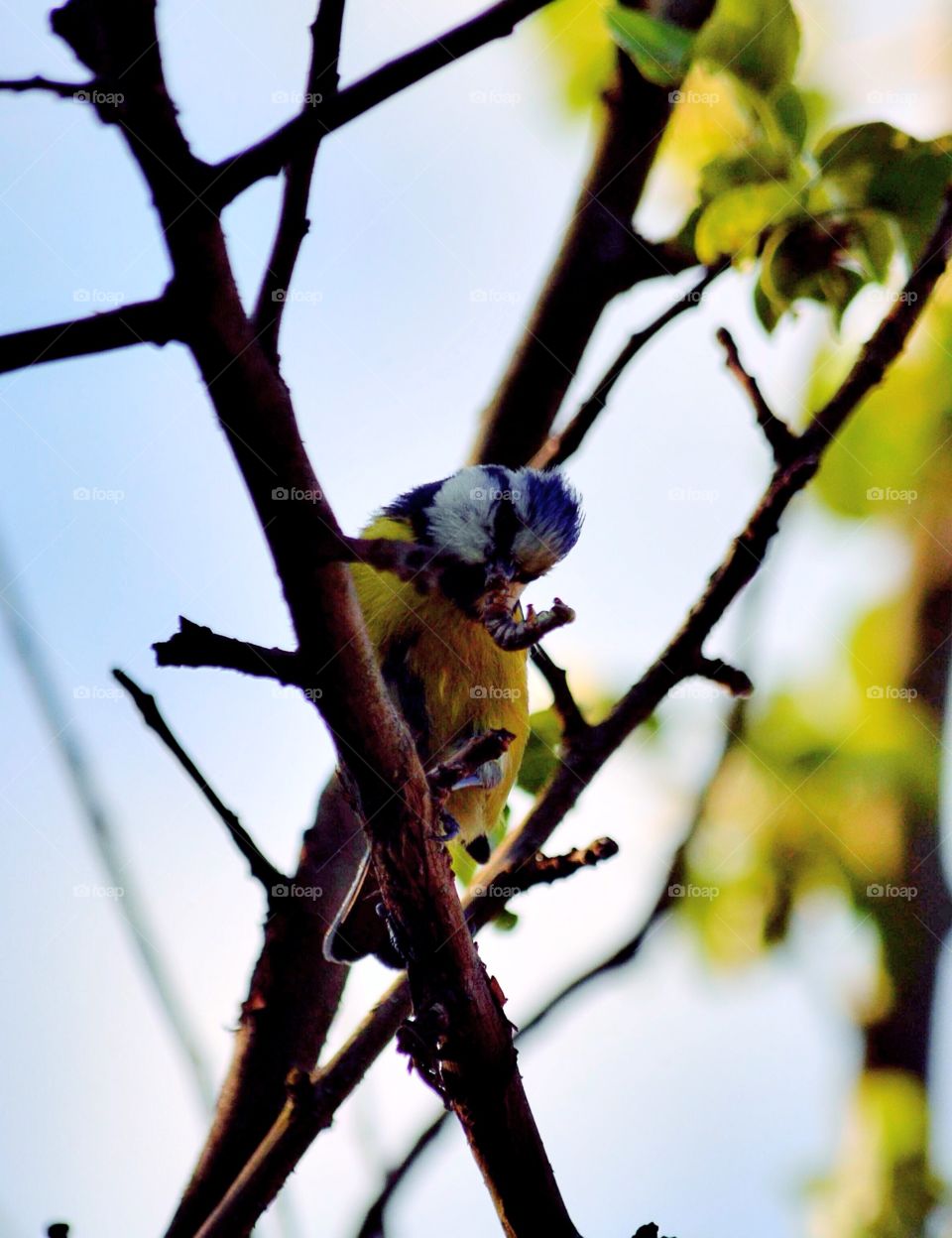 Blue tit