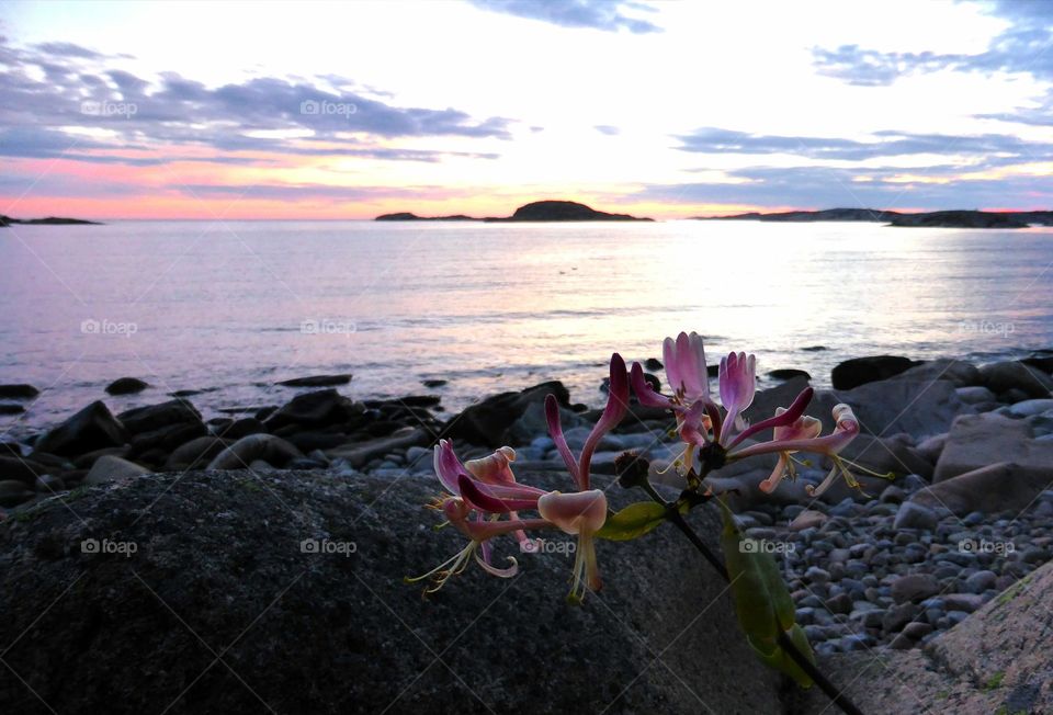 Honeysuckle at the sunset near the sea