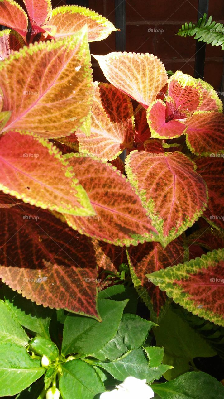 Leaf, Nature, Flora, No Person, Fall