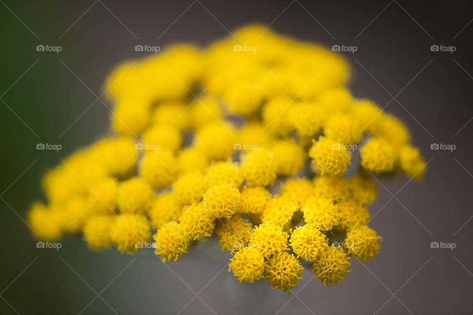 Close-up of yellow flower