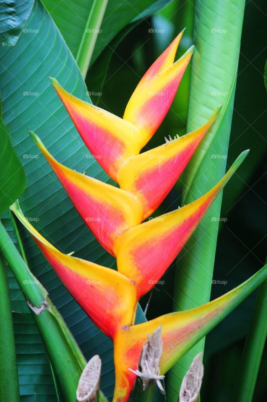 Bird of paradise