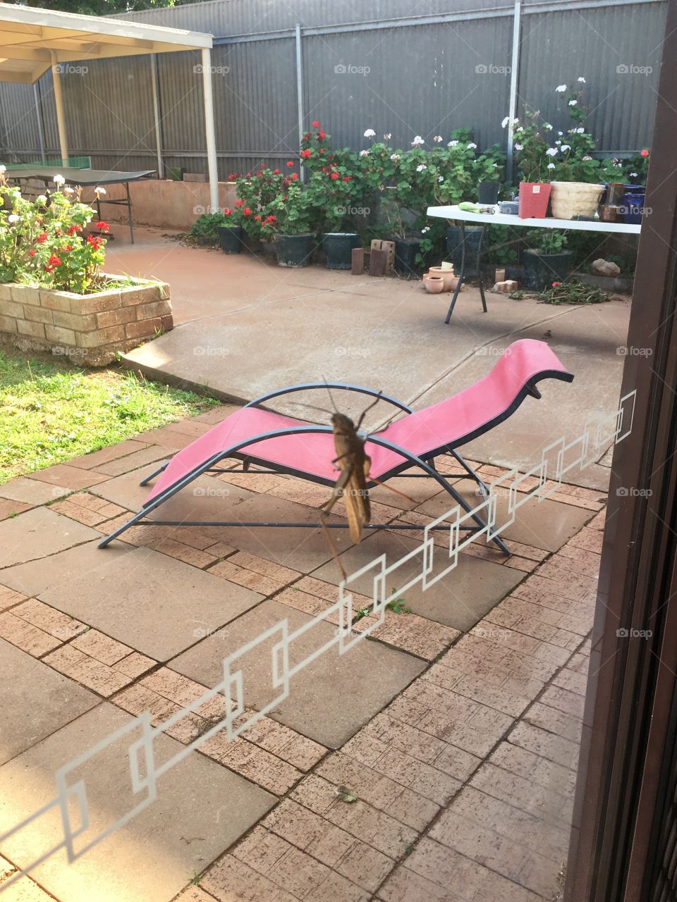 Large grasshopper crawling up window view from indoors to backyards lends perspective to size 