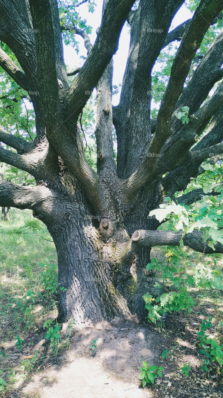 old branchy oak in the park