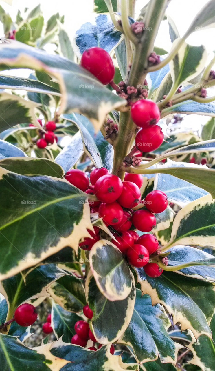 holly red plant